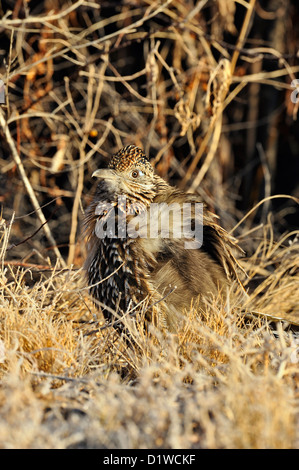 Une plus grande (Geococcyx californianus) roadrunner , Bosque del Apache National Wildlife Refuge, New Mexico, USA Banque D'Images