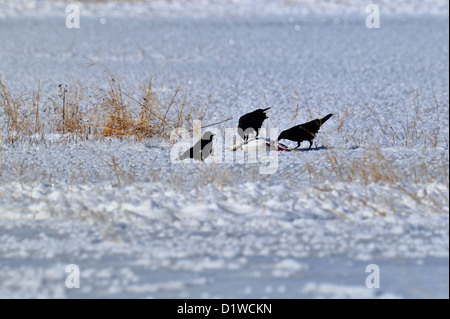 Grand corbeau (Corvus corax) se nourrissant d'une carcasse d'oie, Bosque del Apache National Wildlife Refuge, New Mexico, USA Banque D'Images