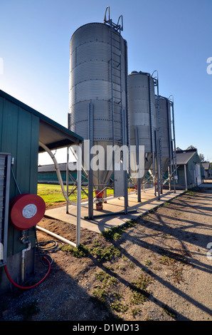 Les silos d'aliments pour animaux, élevage de poulets, de l'Australie du Sud Banque D'Images