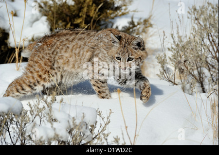 Lynx roux (Lynx rufus) chaton, premier hiver, soulevée en captivité spécimen, Bozeman Montana, États-Unis Banque D'Images