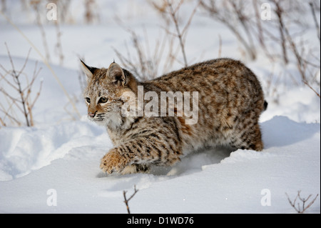 Lynx roux (Lynx rufus) Chaton premier hiver, soulevée en captivité spécimen, Bozeman Montana, États-Unis Banque D'Images