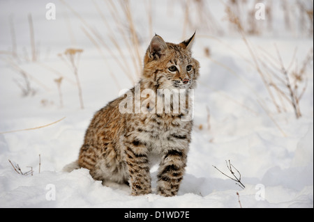 Lynx roux (Lynx rufus) Chaton premier hiver, soulevée en captivité spécimen, Bozeman Montana, États-Unis Banque D'Images