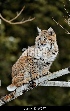 Lynx roux (Lynx rufus) Chaton premier hiver, soulevée en captivité spécimen, Bozeman Montana, États-Unis Banque D'Images