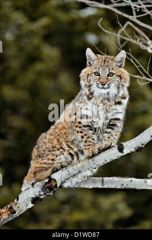 Lynx roux (Lynx rufus) Chaton premier hiver, soulevée en captivité spécimen, Bozeman Montana, États-Unis Banque D'Images