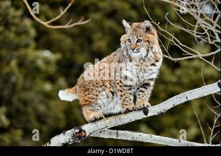 Lynx roux (Lynx rufus) Chaton premier hiver, soulevée en captivité spécimen, Bozeman Montana, États-Unis Banque D'Images