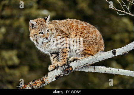 Lynx roux (Lynx rufus) Chaton premier hiver, soulevée en captivité spécimen, Bozeman Montana, États-Unis Banque D'Images