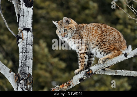 Lynx roux (Lynx rufus) Chaton premier hiver, soulevée en captivité spécimen, Bozeman Montana, États-Unis Banque D'Images