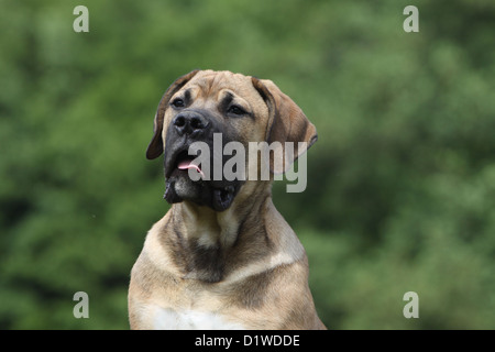 Boerboel Boerbull / chien / Mastiff puppy portrait de l'Afrique du Sud Banque D'Images