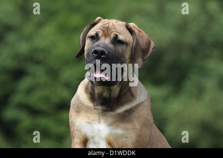 Boerboel Boerbull / chien / Mastiff puppy portrait de l'Afrique du Sud Banque D'Images