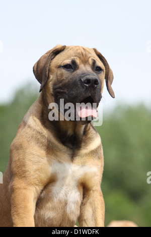 Boerboel Boerbull / chien / Mastiff puppy portrait de l'Afrique du Sud Banque D'Images