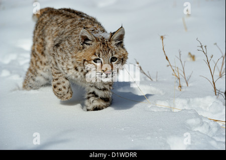 Lynx roux (Lynx rufus) chaton, premier hiver, soulevée en captivité spécimen, Bozeman Montana, États-Unis Banque D'Images