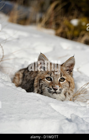 Lynx roux (Lynx rufus) chaton, premier hiver, soulevée en captivité spécimen, Bozeman Montana, États-Unis Banque D'Images