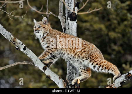 Lynx roux (Lynx rufus) Chaton premier hiver, soulevée en captivité spécimen, Bozeman Montana, États-Unis Banque D'Images