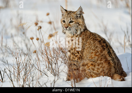 Lynx roux (Lynx rufus) Chaton premier hiver, soulevée en captivité spécimen, Bozeman Montana, États-Unis Banque D'Images