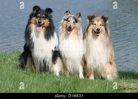 Colley chien Colley écossais / trois adultes (tricolore, bleu merle et sable blanc) assis dans un pré Banque D'Images