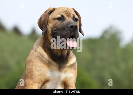 Boerboel Boerbull / chien / Mastiff puppy portrait de l'Afrique du Sud Banque D'Images