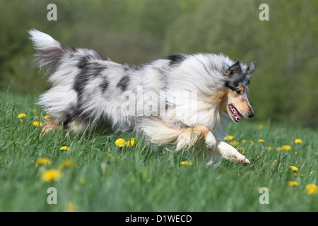 Colley chien / Scottish Collie Bleu Merle (adultes) s'exécutant dans un pré Banque D'Images