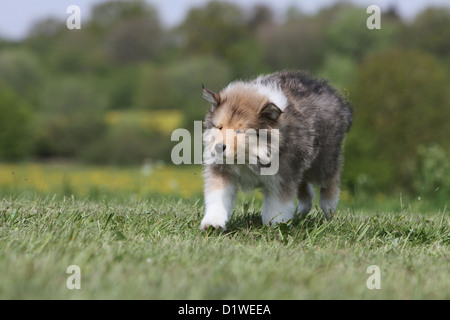 Chiot Colley Sable Et Rouge Bebe Cobaye Photo Stock Alamy