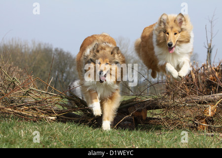 Colley chien Colley écossais / deux adultes (sable blanc) sauter un obstacle Banque D'Images