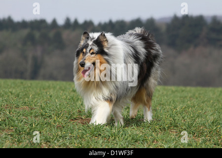 Colley chien / Scottish Collie Bleu Merle (adultes) s'exécutant dans un pré Banque D'Images
