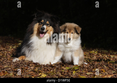 Colley chien Colley écossais / adulte et chiot (tricolore et sable) Banque D'Images