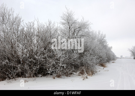 Givre sur les arbres et les haies, sur le bord de la route en hiver oublier Saskatchewan Canada Banque D'Images