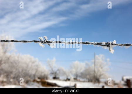 Givre sur les barbelés sur les terres agricoles au Canada Saskatchewan Forget Banque D'Images