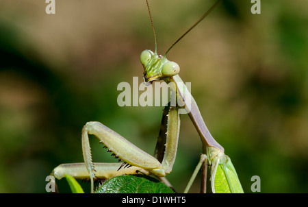 Le portrait d'une mante religieuse sur une feuille, Mantis religiosa, Sphodromantis viridis, Espagne. Banque D'Images