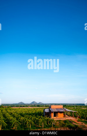 Fruit du dragon ou Pitaya ferme, la Province de Binh Thuan, Vietnam, Asie Banque D'Images