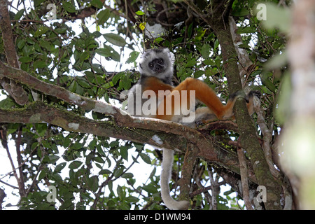 Diademed sifaka à baldaquin d'arbre en forêt à Madagascar Banque D'Images