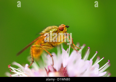 Une mouche sur une bouse jaune fleur punk UK Banque D'Images