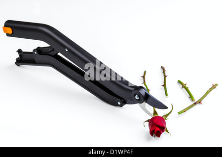 Secateur de jardin et rose isolé sur fond blanc Banque D'Images