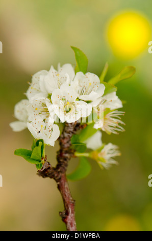 Fleur d'amande douce, Prunus dulcis, la floraison dans ferbruary, Malaga, Espagne. Banque D'Images