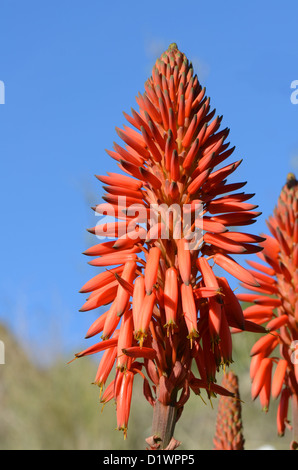 Aloe arborescens, une floraison krantz, aloe aloe candélabres dans le sud de l'Espagne. Banque D'Images