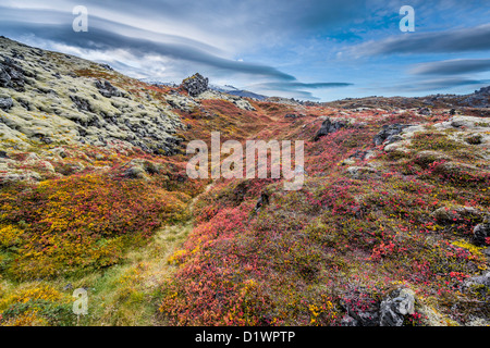 Paysage de lave et de mousses à l'automne, le Parc National Snaefellsjokull, Islande Banque D'Images