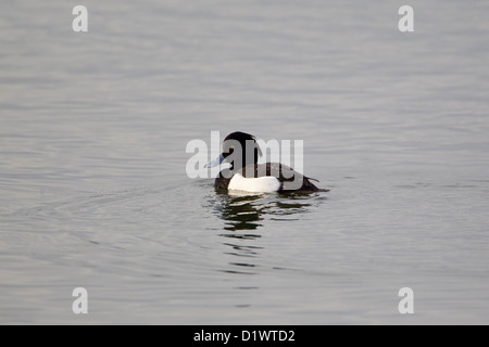 Fuligule morillon Aythya fuligula avec gouttelettes d'eau sur son plumage après avoir vu dans un lac Banque D'Images