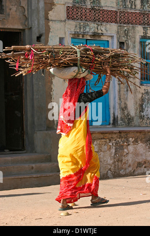Une femme du Rajasthan coloré transportant du bois dans la ville sainte de Pushkar au Rajasthan, Inde. Banque D'Images