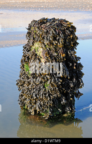 Bladderrack Fucus vesiculosus sur un épi. West Wittering Beach. Marée basse. Banque D'Images