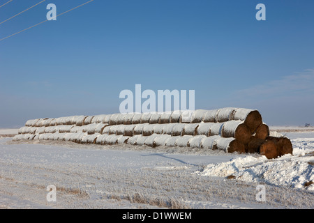 Pile de gelé recouvert de neige bottes de foin dans un champ, oublier la Saskatchewan Canada Banque D'Images