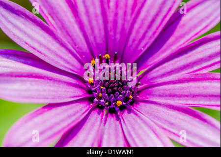 Gros plan d'une fleur Osteospermum violet. Banque D'Images