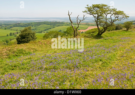 Bluebell meadows ornent les versants nord de Cothelstone Hill dans le collines de Quantock, Somerset Banque D'Images