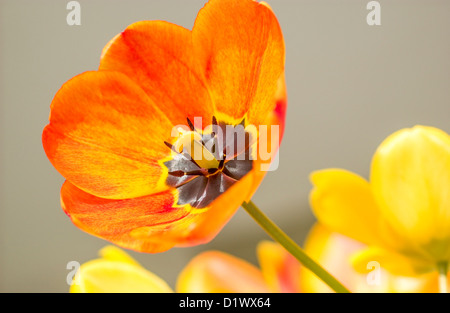 Pâques Orange Tulip. Banque D'Images