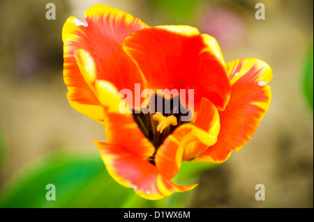 Belle fleur tulipe rouge et jaune. Banque D'Images