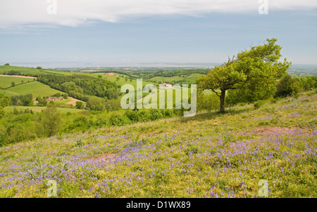 Bluebell meadows ornent les versants nord de Cothelstone Hill dans le collines de Quantock, Somerset Banque D'Images