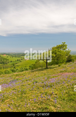 Bluebell meadows ornent les versants nord de Cothelstone Hill dans le collines de Quantock, Somerset Banque D'Images