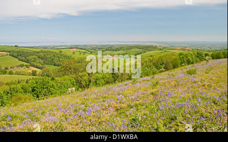 Bluebell meadows ornent les versants nord de Cothelstone Hill dans le collines de Quantock, Somerset Banque D'Images