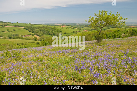 Bluebell meadows ornent les versants nord de Cothelstone Hill dans le collines de Quantock, Somerset Banque D'Images