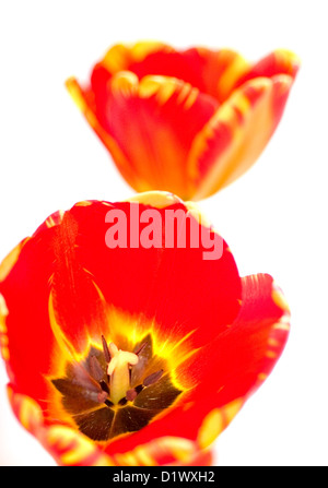 Deux belles fleurs tulipes rouges et jaunes. Banque D'Images