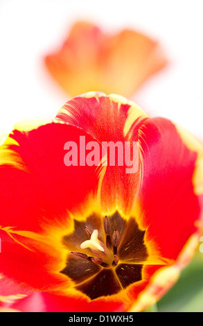 Gros plan d'une fleur de tulipe jaune et rouge. Banque D'Images