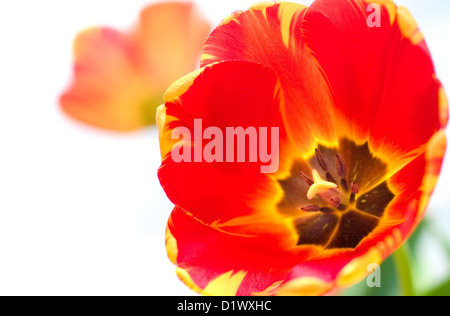 Gros plan d'une belle fleur tulipe rouge et jaune. Banque D'Images